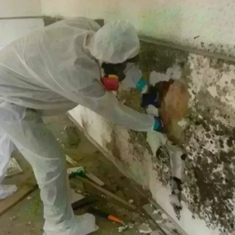 Mold Remediation and Removal in Prague, OK